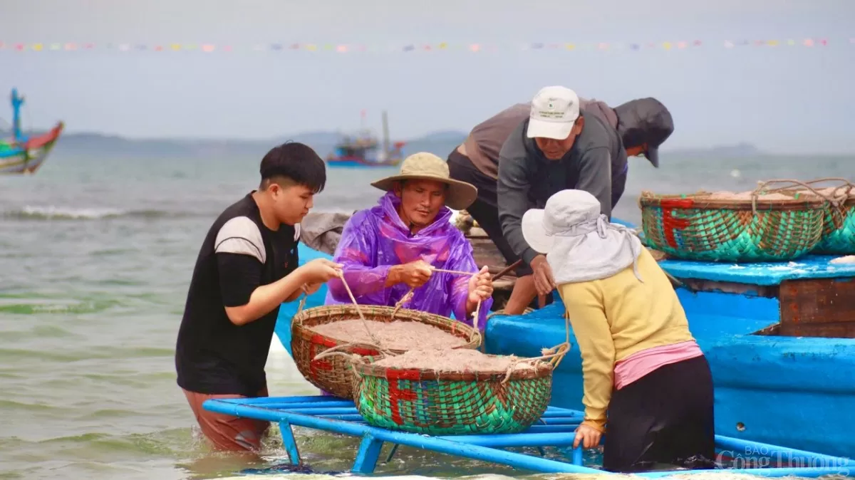 Những thúng ruốc đầy ắp, đỏ au mang lại nguồn thu nhập đáng kể cho ngư dân