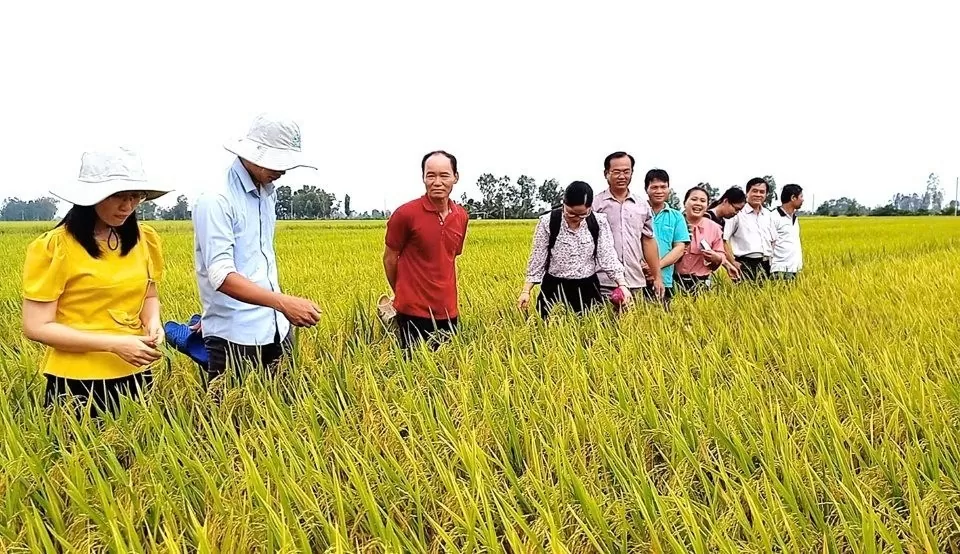 Bạc Liêu: Đẩy mạnh các mô hình lúa giảm phát thải