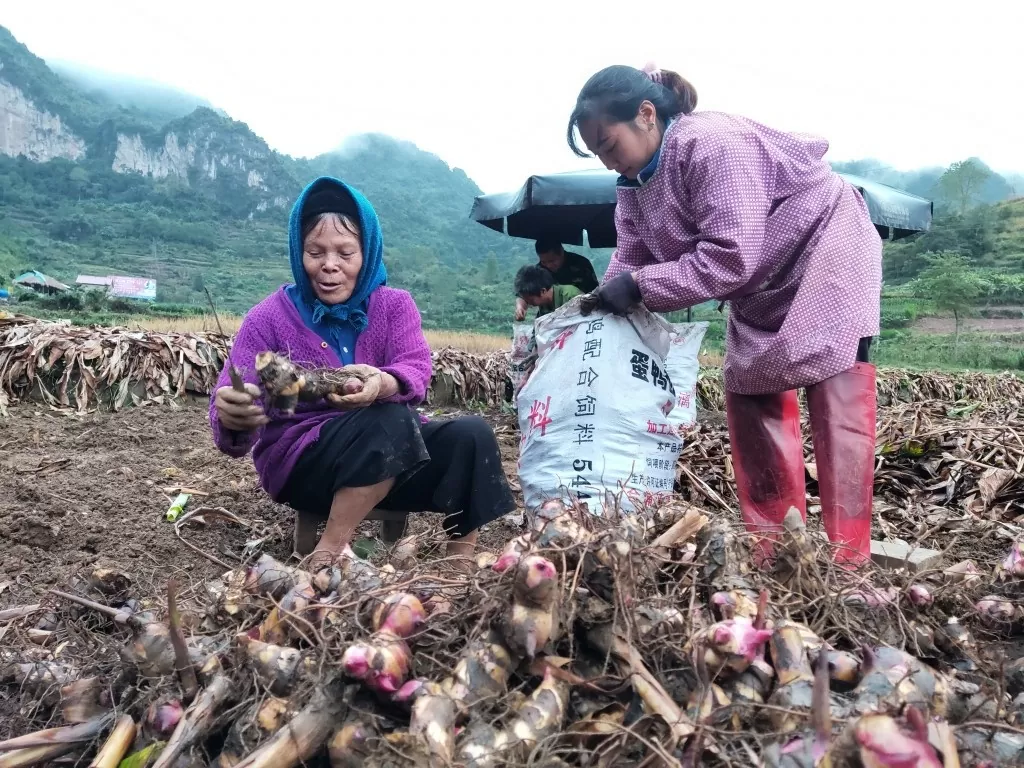 Cây dong riềng mang lại nguồn thu lớn cho bà con dân tộc thiểu số trên địa bàn tỉnh Cao Bằng