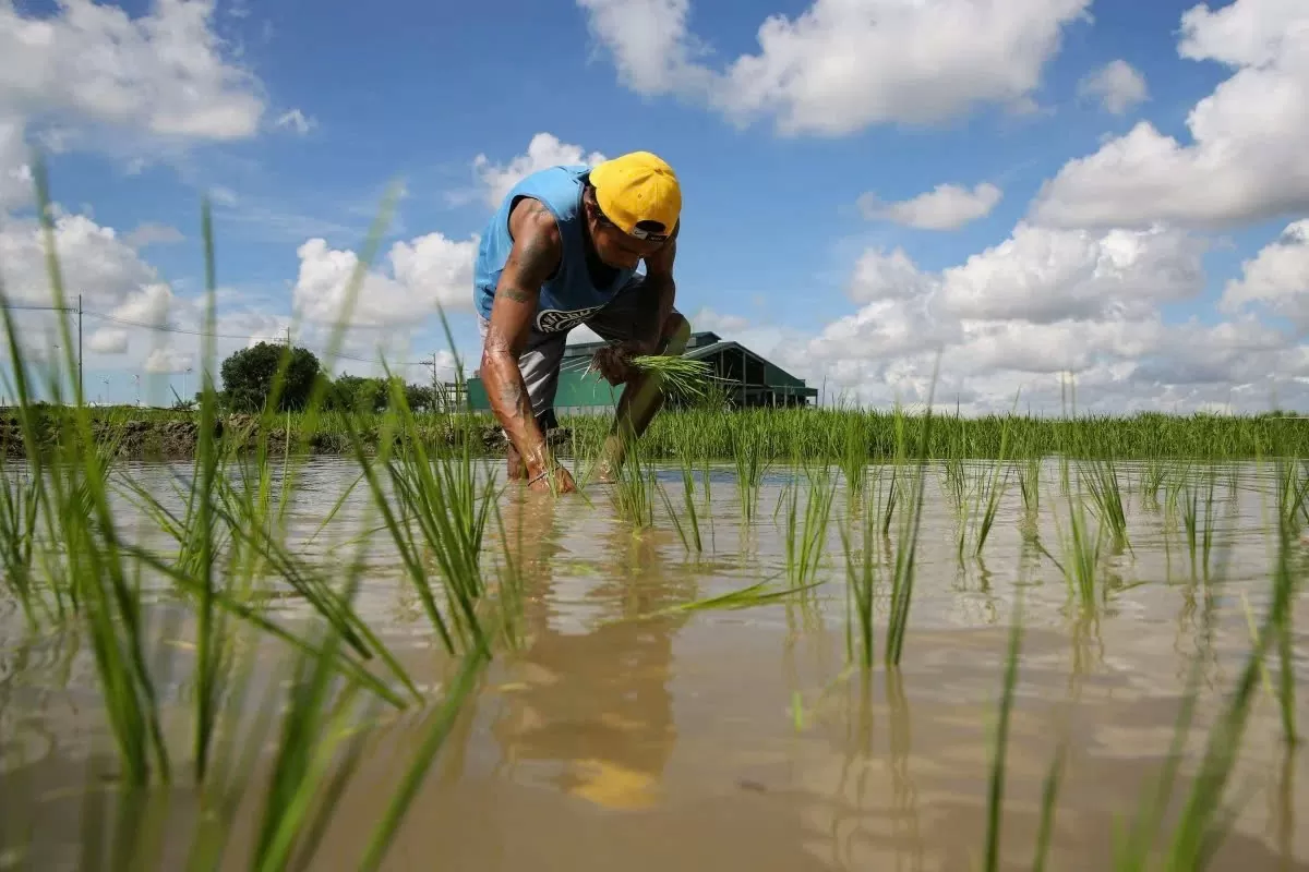 Một người nông dân trồng lúa trên cánh đồng lúa ở Pulilan, tỉnh Bulacan ở Philippines. Ảnh: SCMP News