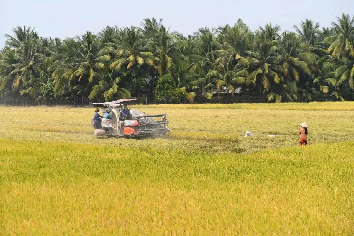 Chính phủ Đông Nam Á nên áp dụng các công nghệ hiện đại trong sản xuất nông nghiệp để ứng phó với khủng hoảng lúa gạo trong thời gian tới. Ảnh: SCMP News