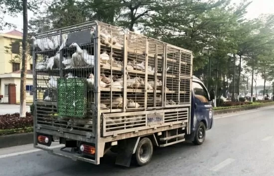Lào Cai: Quyết liệt phòng, chống dịch bệnh gia súc, gia cầm