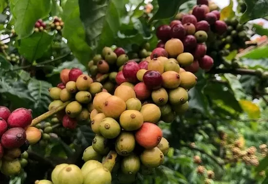 Xuất khẩu cà phê tháng 1/2025 lượng giảm nhưng giá trị tăng