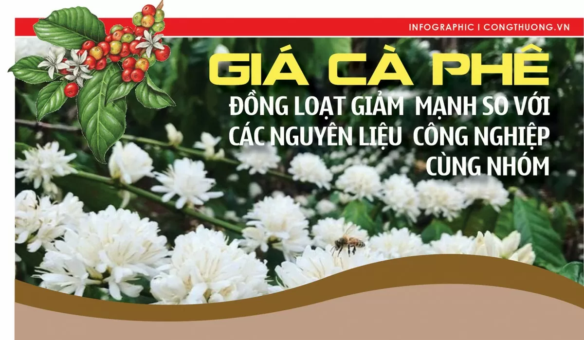 Infographic |Giá cà phê đồng loạt giảm mạnh