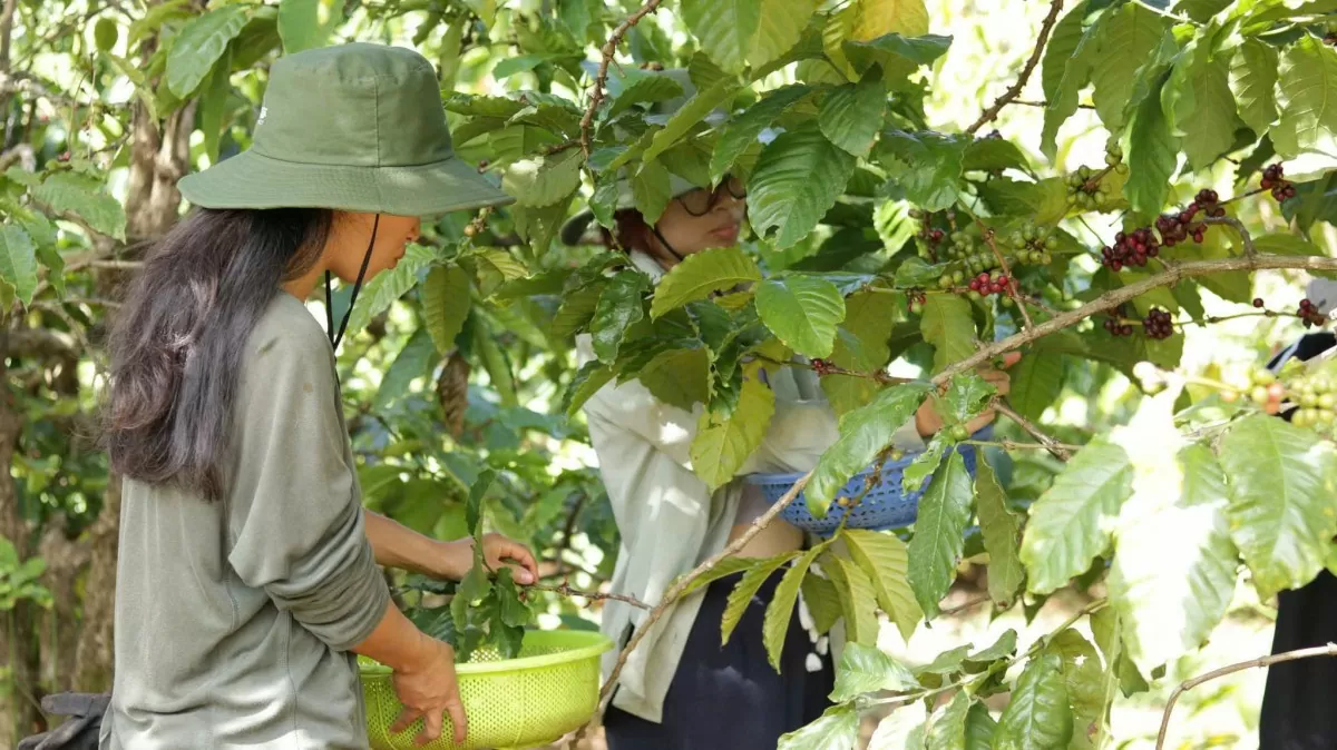 Dự báo giá cà phê ngày mai 27/2/2025 phục hồi tăng