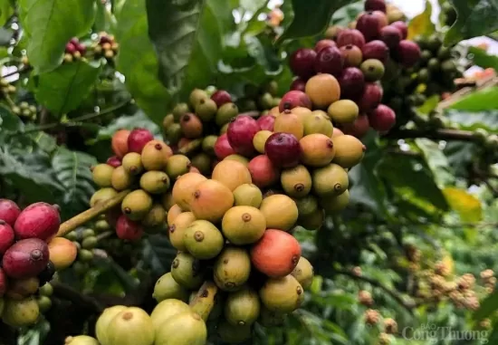 Giá cà phê biến động: Doanh nghiệp xuất khẩu ứng phó sao?
