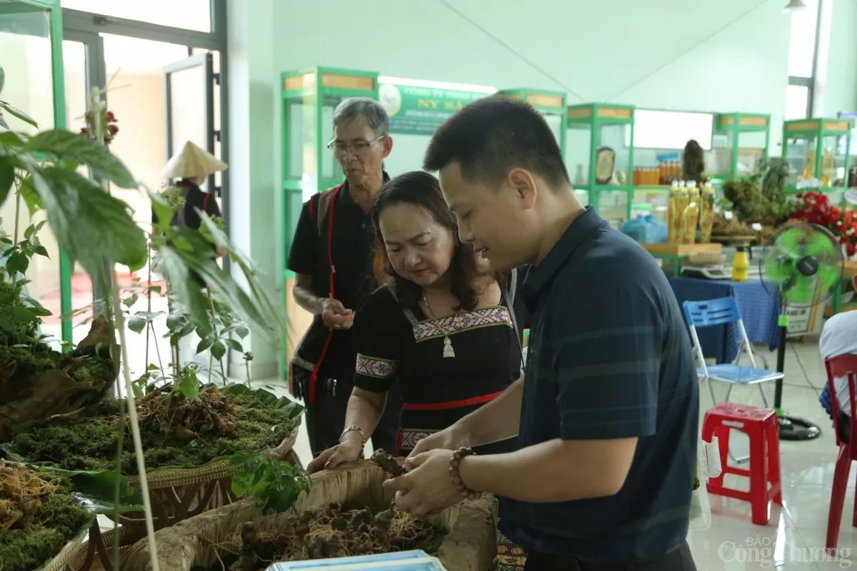 Một phiên chợ Sâm Ngọc Linh