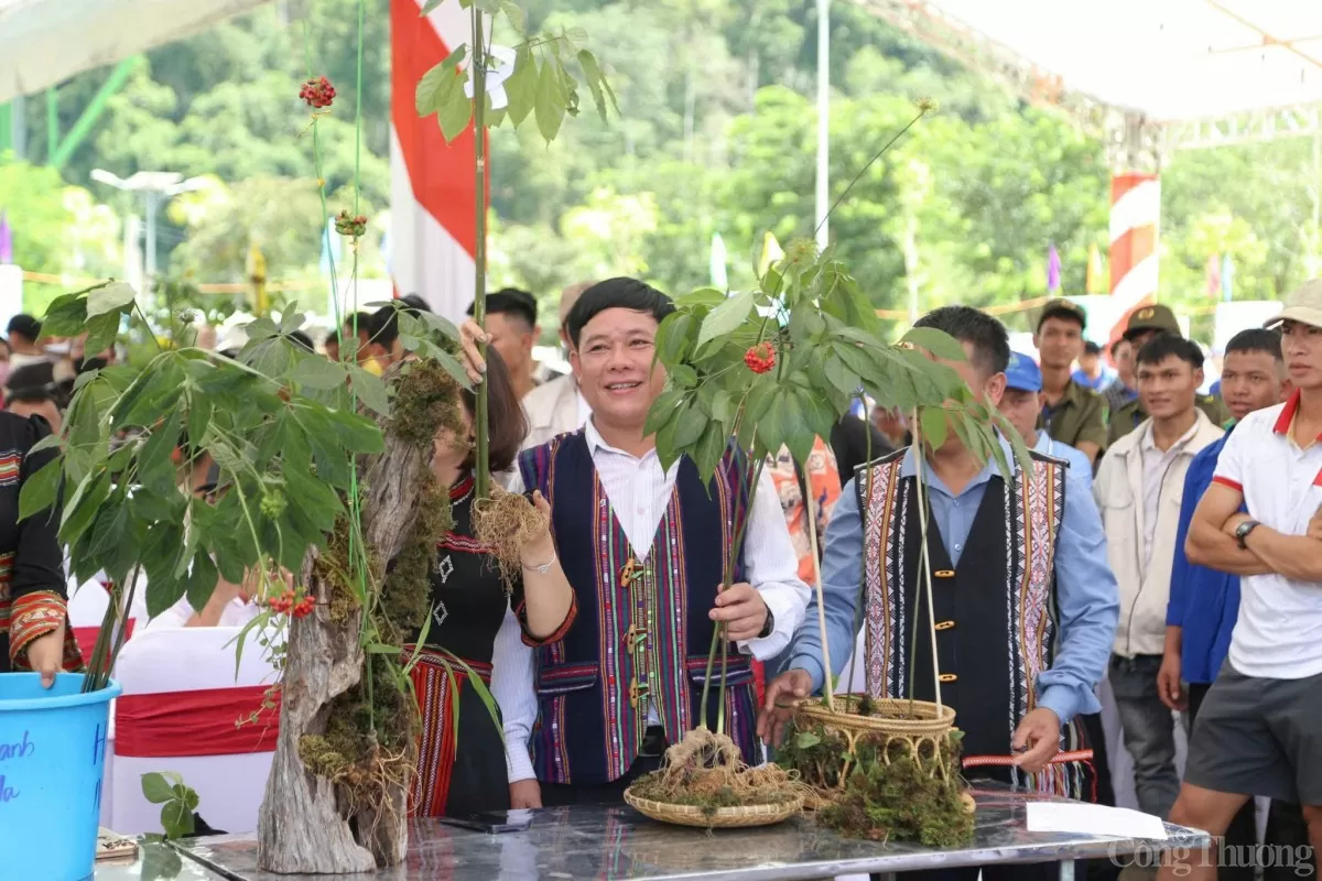Định hướng phát triển tỉnh Quảng Nam thành trung tâm công nghiệp dược liệu, trong đó, sâm Ngọc Linh là cây chủ lực