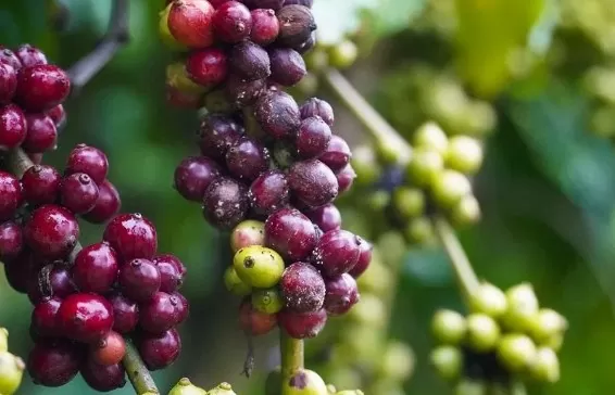 Xuất khẩu tăng, ngành nông nghiệp xuất siêu hơn 5,1 tỷ USD
