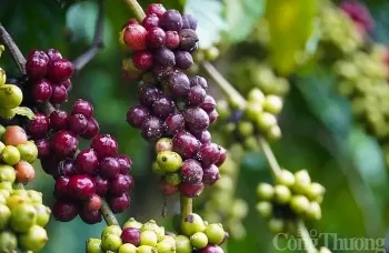 Giá cà phê Robusta giảm 2,32% về 5.010 USD/tấn