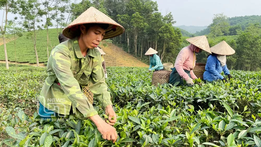 Năm 2030 sản lượng chè hữu cơ Việt Nam ước đạt 70.000 tấn