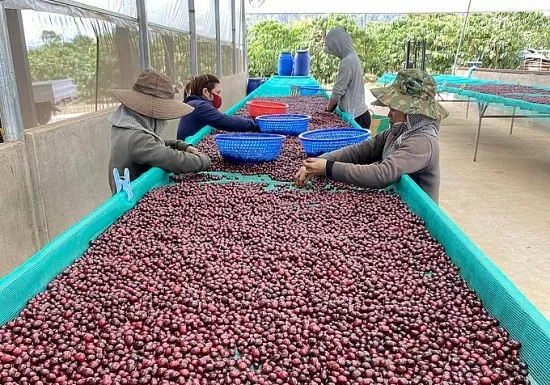 Giá cà phê xuất khẩu tăng phi mã, đạt hơn 5.500 USD/tấn