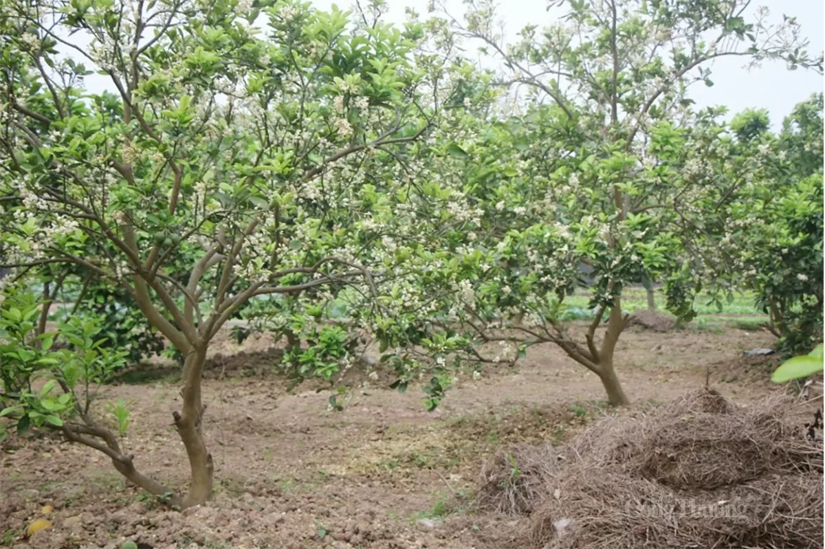 Theo ghi nhận của phóng viên Báo Công Thương, tại các vườn bưởi ở phường Minh Khai (quận Bắc Từ Liêm, thành phố Hà Nội), rất đông người tìm tới đây để được tận hưởng mùi hương thơm ngát của loài hoa đặc biệt này. Nơi đây cũng được biết đến là “thủ phủ” của giống bưởi ngon nhất Hà Thành - bưởi Diễn.