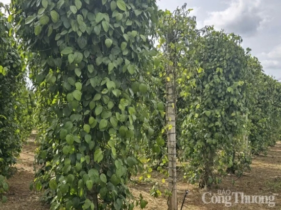 xuat khau ho tieu quy 12025 tang truong manh