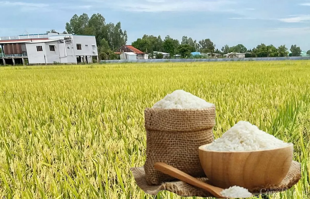 Giá lúa gạo hôm nay ngày 15/4: Biến động trái chiều