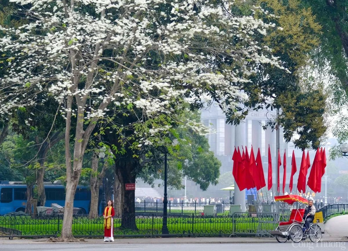 Chùm ảnh: Lãng đãng mùa hoa sưa nở Hà Nội Chùm ảnh: Lãng đãng mùa hoa sưa nở Hà Nội