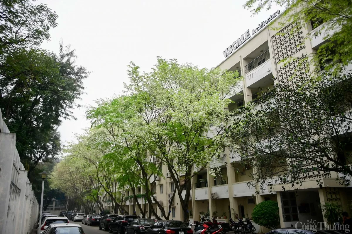 Chùm ảnh: Lãng đàng mùa hoa sưa nở Hà Nội Chùm ảnh: Lãng đàng mùa hoa sưa nở Hà Nội