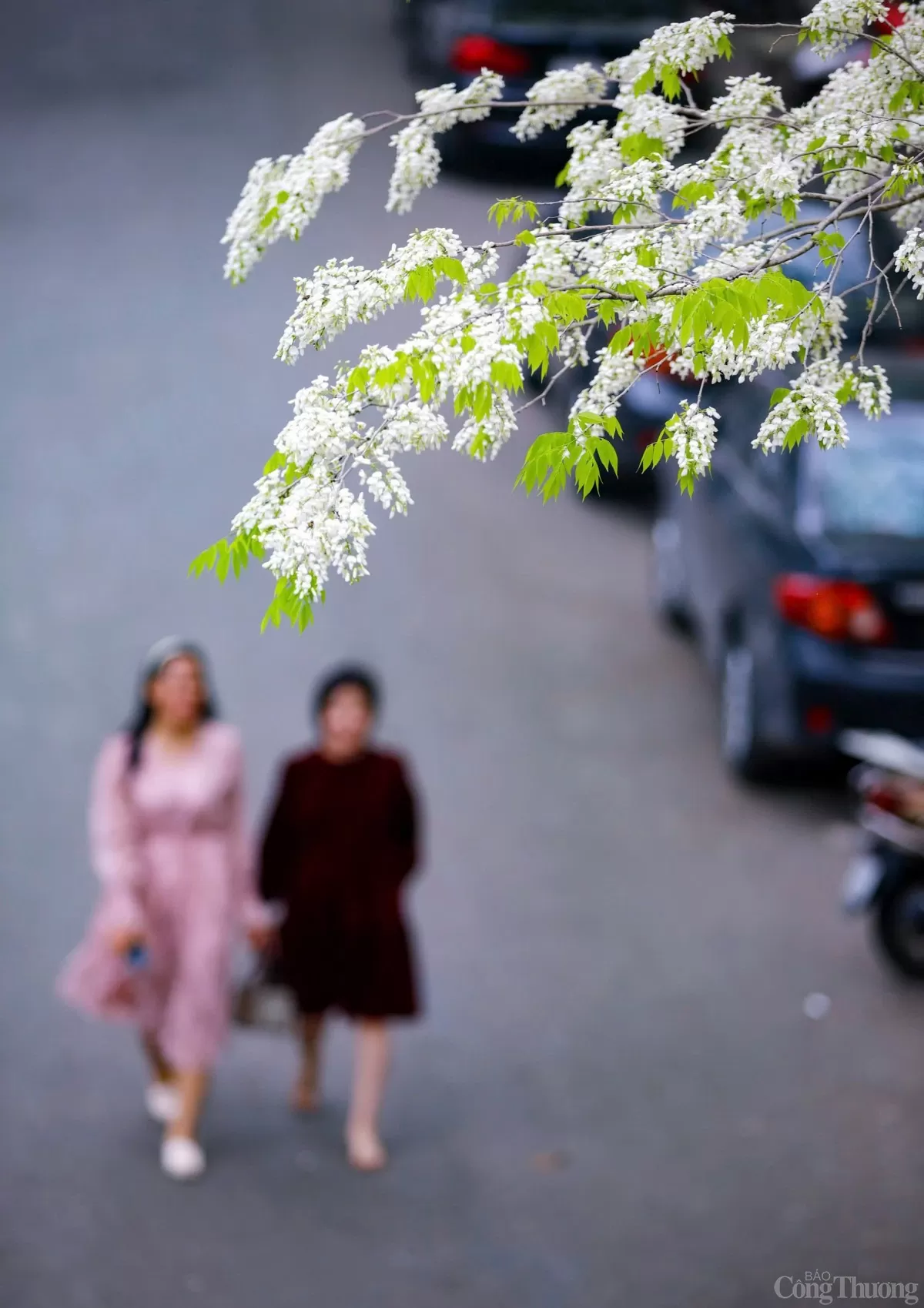 Chùm ảnh: Lãng đàng mùa hoa sưa nở Hà Nội Chùm ảnh: Lãng đàng mùa hoa sưa nở Hà Nội