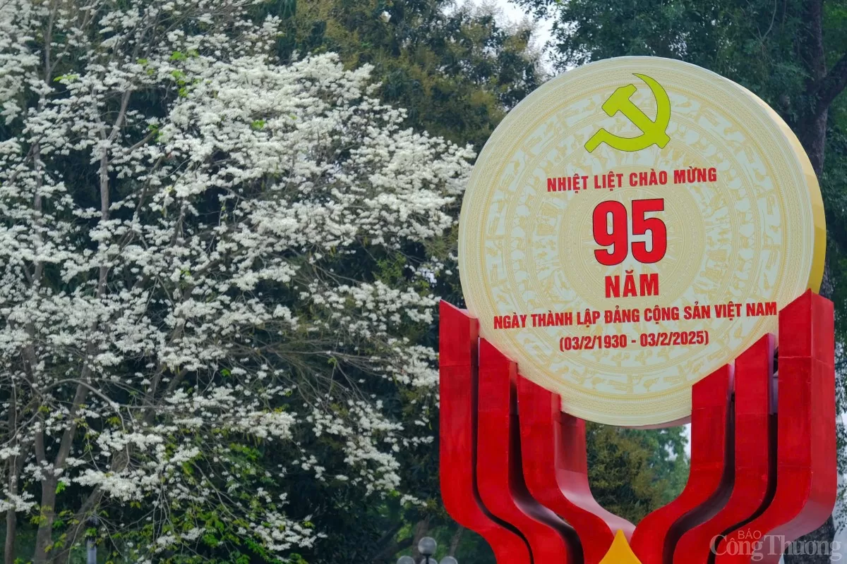 Chùm ảnh: Lãng đàng mùa hoa sưa nở Hà Nội Chùm ảnh: Lãng đàng mùa hoa sưa nở Hà Nội