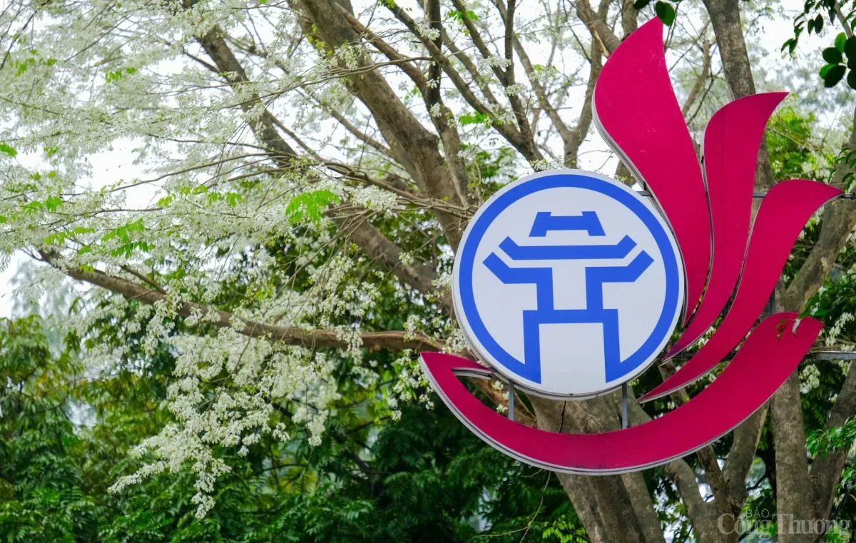 Chùm ảnh: Lãng đàng mùa hoa sưa nở Hà Nội Chùm ảnh: Lãng đàng mùa hoa sưa nở Hà Nội