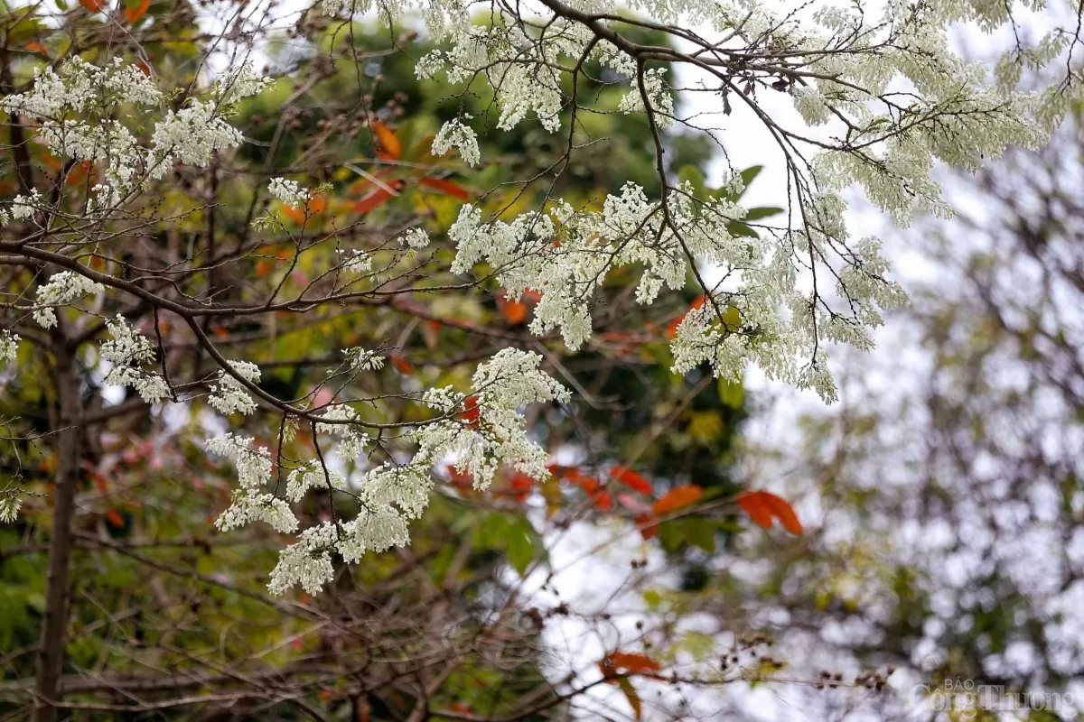 Chùm ảnh: Lãng đàng mùa hoa sưa nở Hà Nội Chùm ảnh: Lãng đàng mùa hoa sưa nở Hà Nội