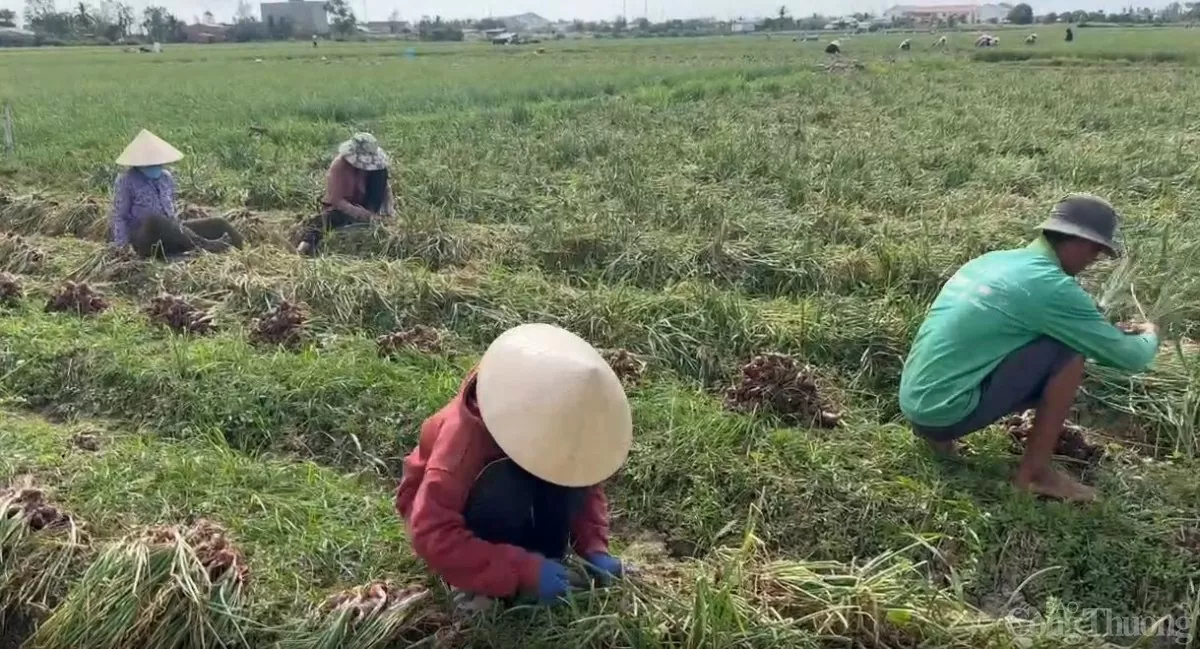 Sóc Trăng: Hành tím mất giá, thương lái thu mua cầm chừng