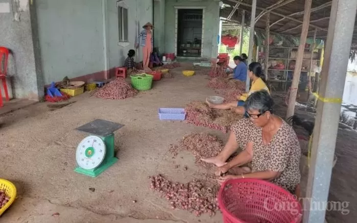 Sóc Trăng: Hành tím mất giá, thương lái thu mua cầm chừng