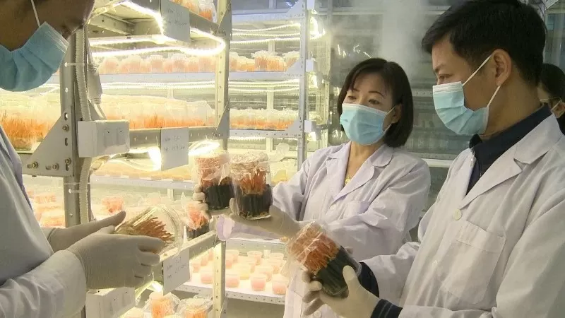 Xúc tiến tiêu thụ sản phẩm đông trùng hạ thảo