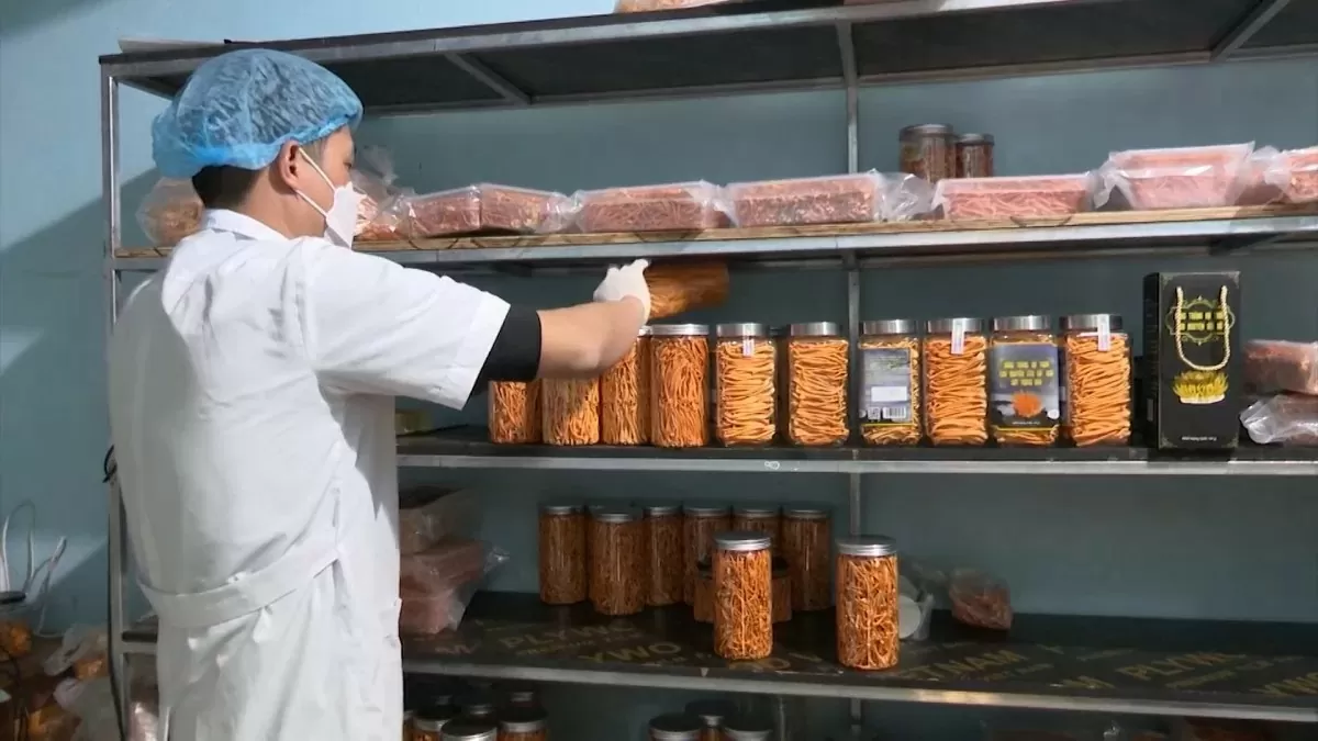 Trồng nấm đông trùng hạ thảo: Mô hình thoát nghèo của bà con vùng núi Lai Châu