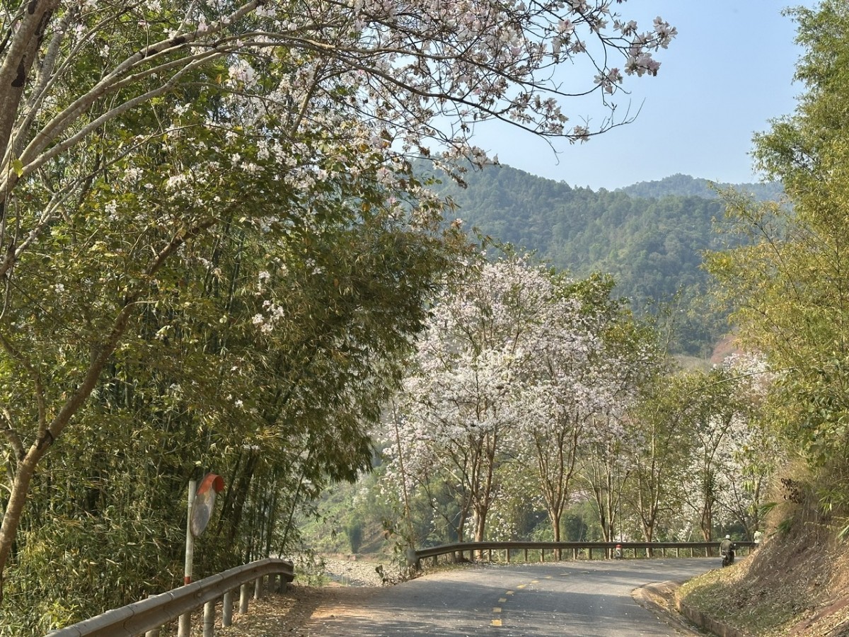 lễ hội hoa ban