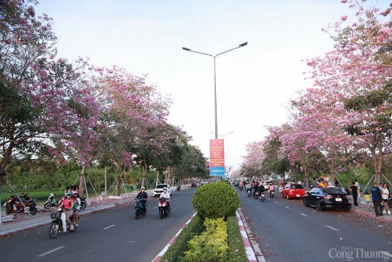 ngam con duong hoa ken hong dep me hon o soc trang