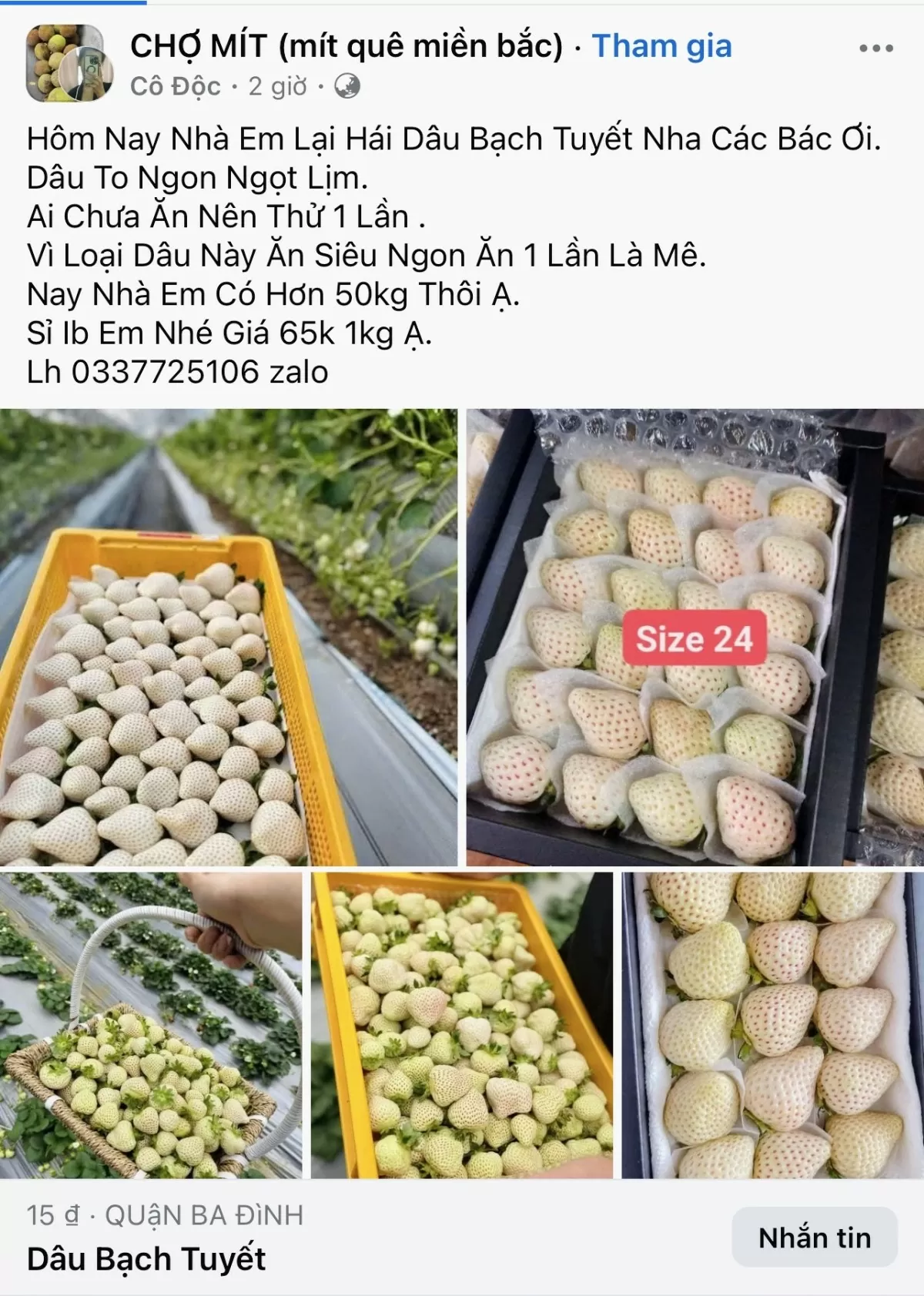 Dâu tây Bạch Tuyết được rao bán giá rẻ trên mạng. Ảnh chụp màn hình