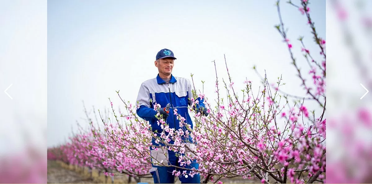 Siberian Wellness - Tiên phong cải tiến và mở rộng sản xuất