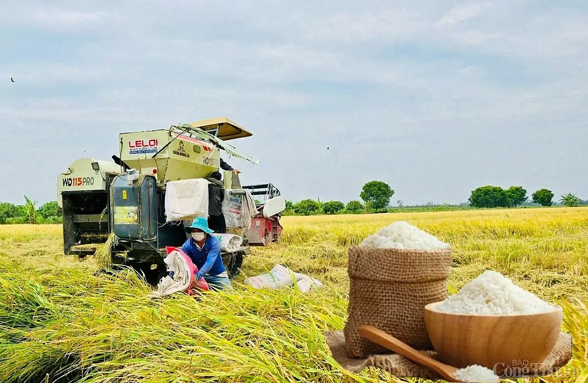 Giá lúa gạo hôm nay ngày 26/3: Gạo xuất khẩu tăng mạnh