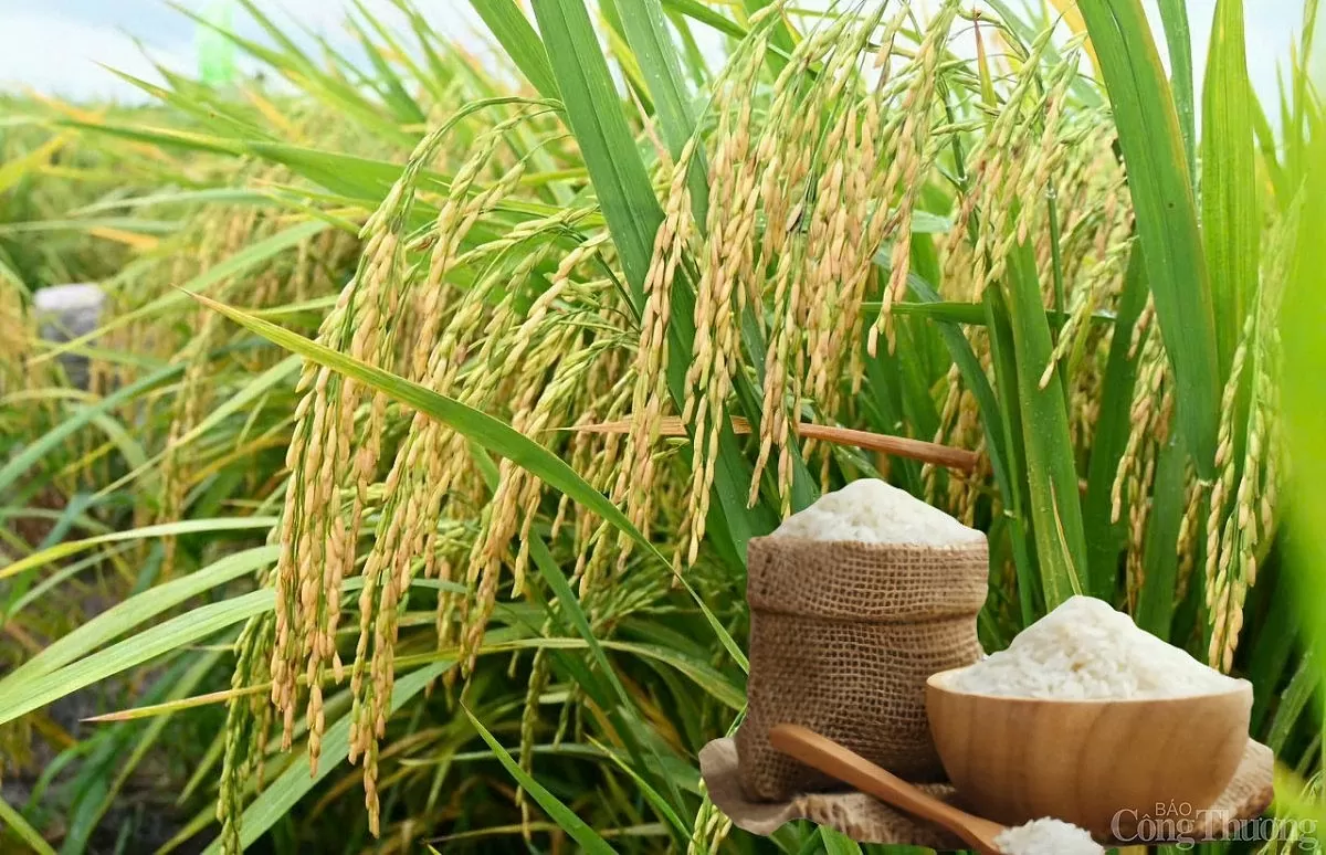 Giá lúa gạo hôm nay ngày 14/4: Lúa tươi xu hướng giảm Giá lúa gạo hôm nay ngày 14/4: Lúa tươi giảm