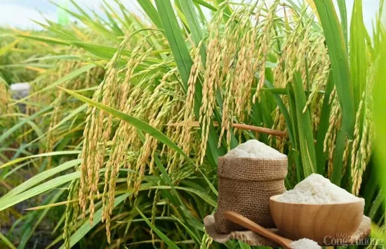 Giá lúa gạo hôm nay ngày 14/4: Lúa tươi giảm