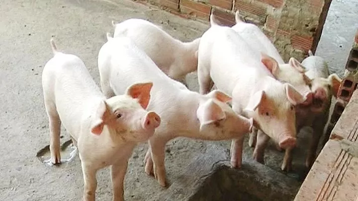 Giá heo hơi hôm nay 16/3/2025: Giảm ngày thứ 4 liên tiếp