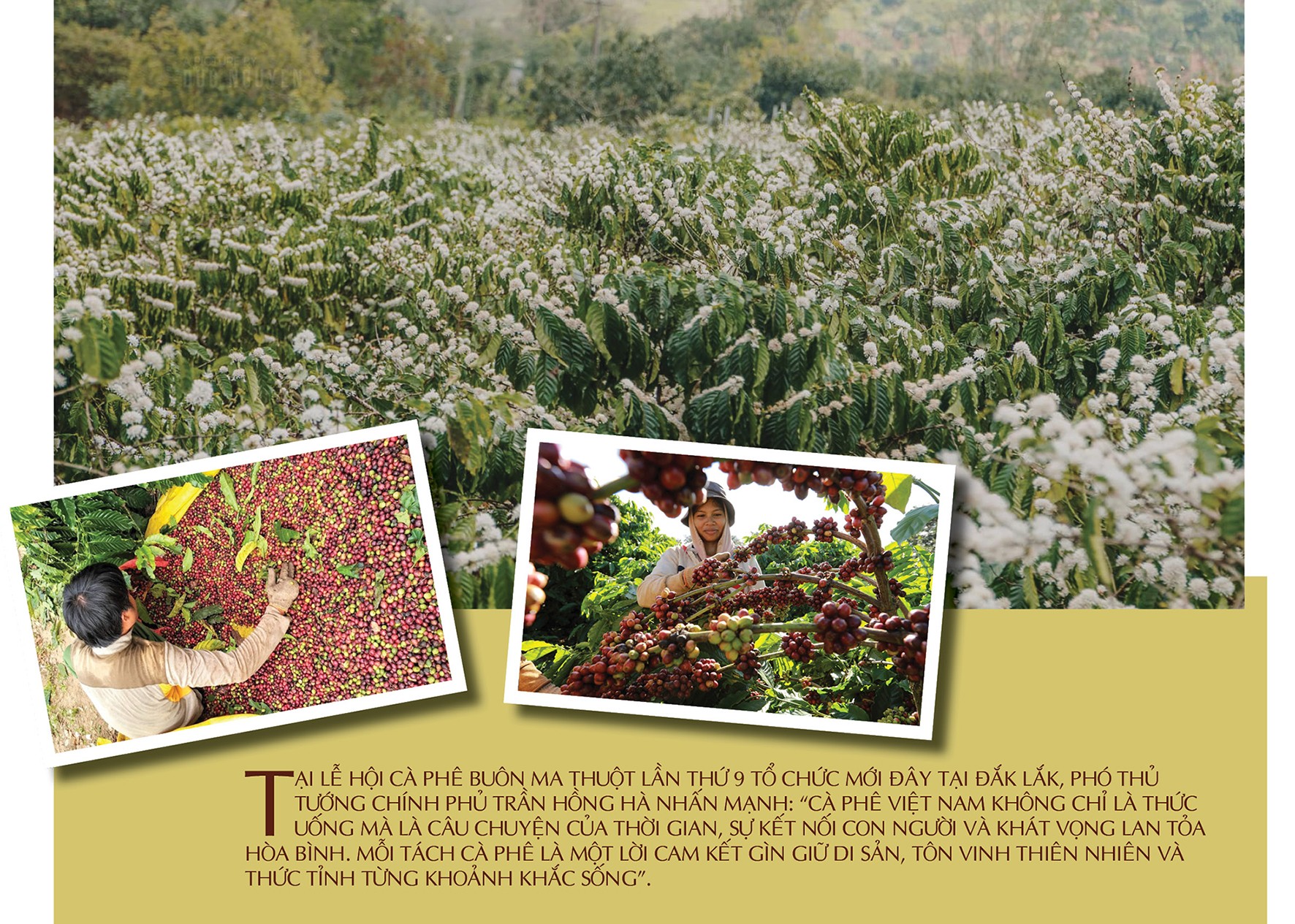Nâng tầm thương hiệu cà phê Việt trên đất đỏ Tây Nguyên