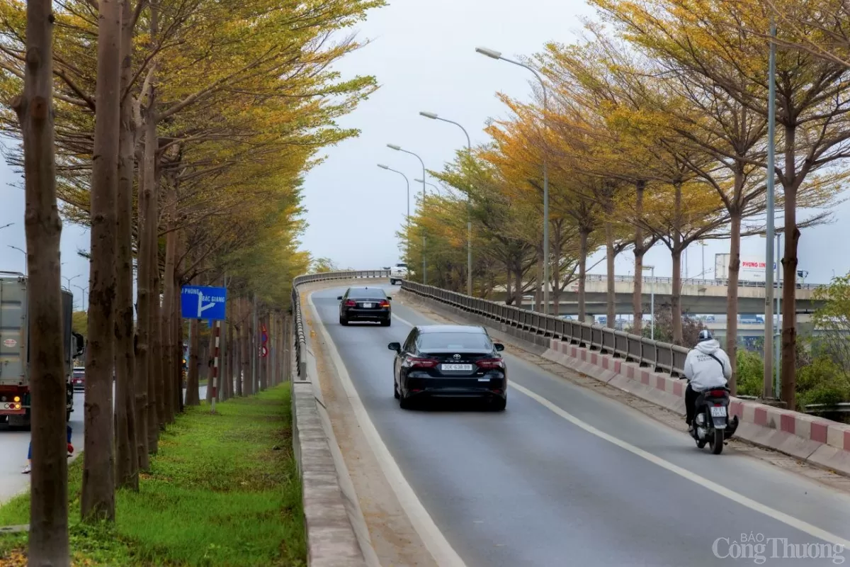 Hà Nội 'mặc áo vàng' mùa thay lá, đẹp như trời Âu