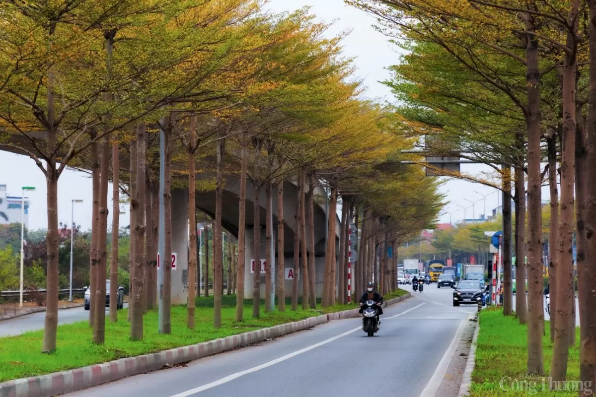Hà Nội 'mặc áo vàng' mùa thay lá, đẹp như trời Âu