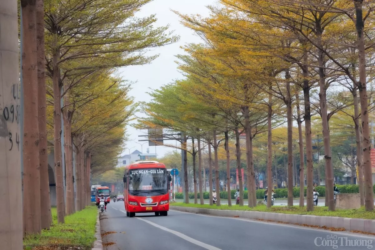 Hà Nội 'mặc áo vàng' mùa thay lá, đẹp như trời Âu