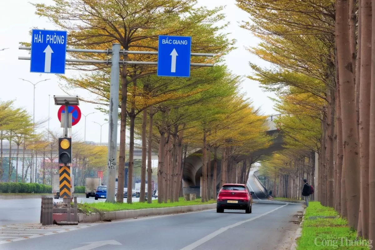 Hà Nội 'mặc áo vàng' mùa thay lá, đẹp như trời Âu