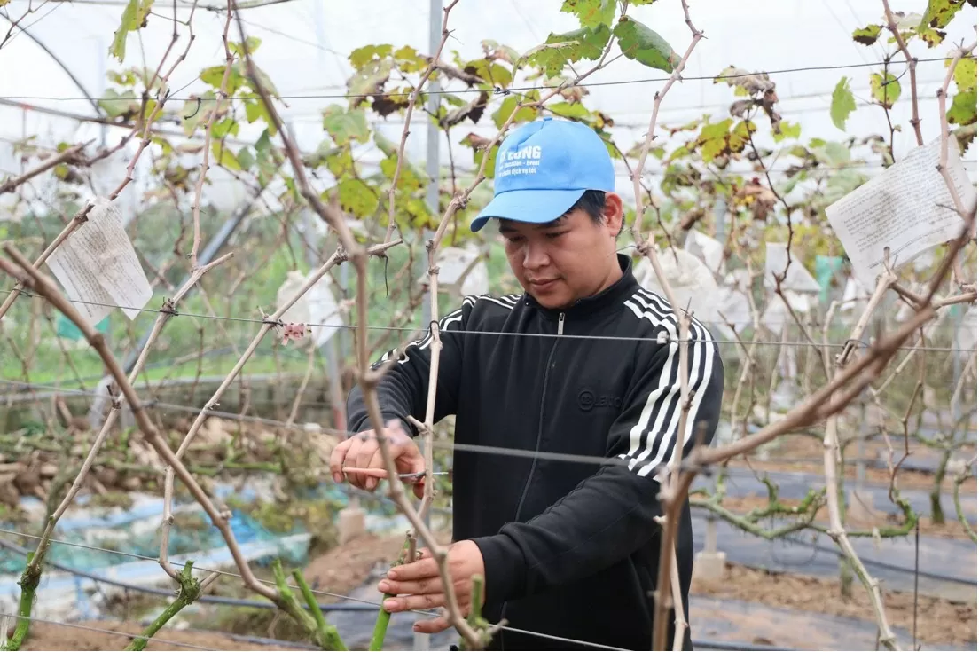 Nho Đồng Du: Tìm lời giải cho bài toán tiêu thụ