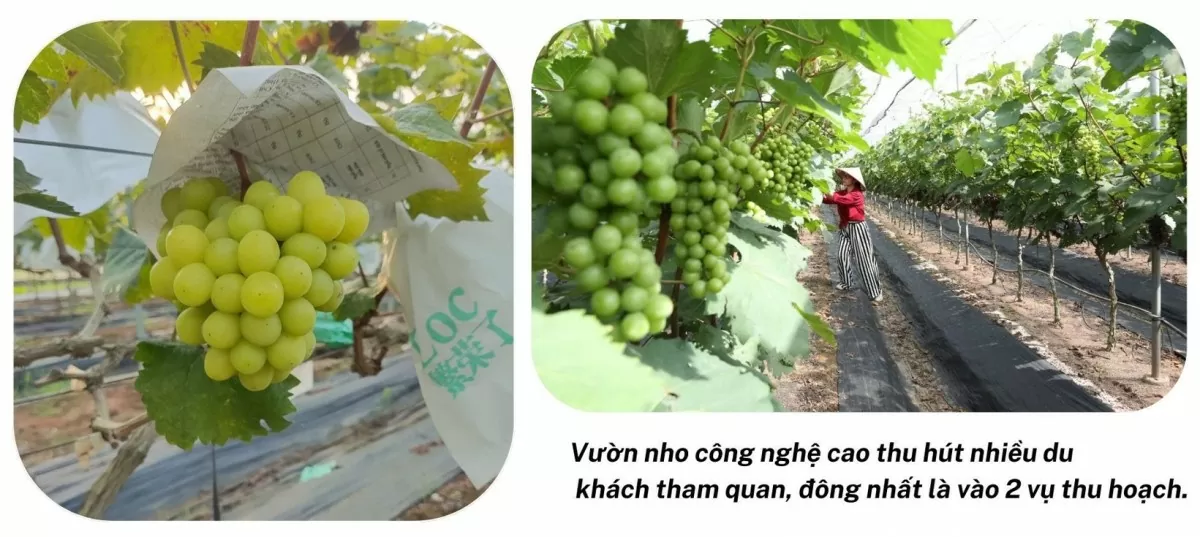 Nho Đồng Du: Tìm lời giải cho bài toán tiêu thụ