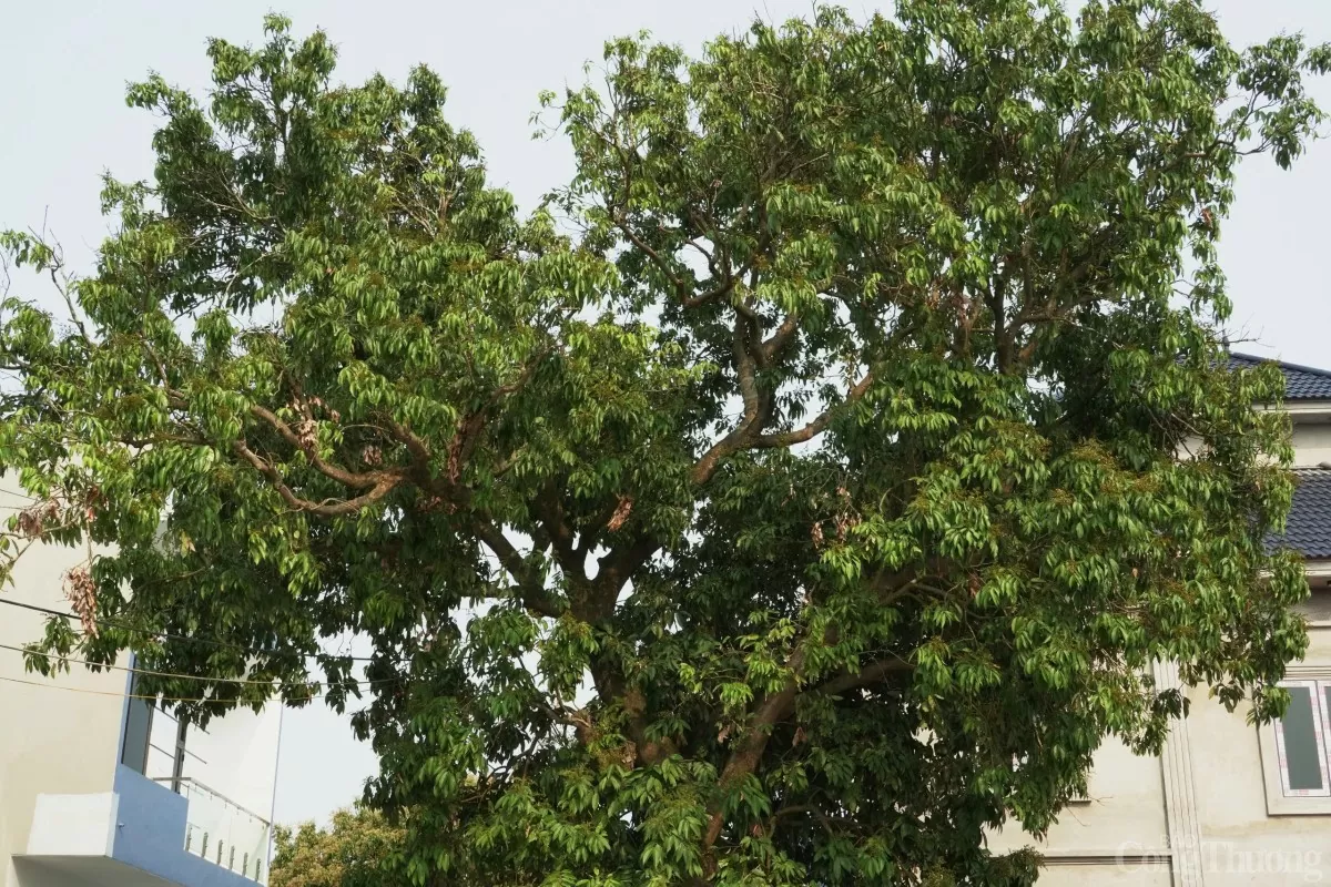 Thăm cây vải Tổ có tuổi đời gần 2 thập kỷ Thăm cây vải Tổ có tuổi đời gần 2 thập kỷ