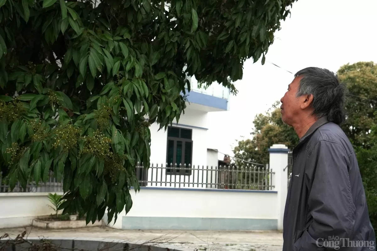 Thăm cây vải Tổ có tuổi đời gần 2 thập kỷ Thăm cây vải Tổ có tuổi đời gần 2 thập kỷ
