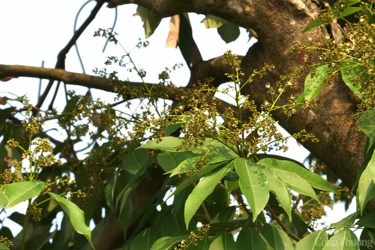 Thăm cây vải Tổ có tuổi đời gần 2 thập kỷ Thăm cây vải Tổ có tuổi đời gần 2 thập kỷ