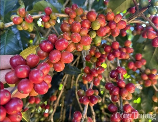 gia ca phe robusta tang len muc 5527 usdtan