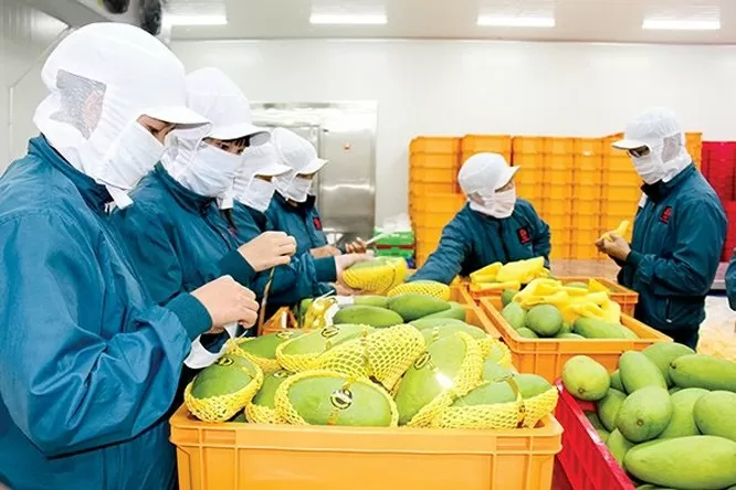 tổng kim ngạch xuất khẩu rau quả trong hai tháng đầu năm 2025 đạt gần 687 triệu USD. Ảnh minh họa