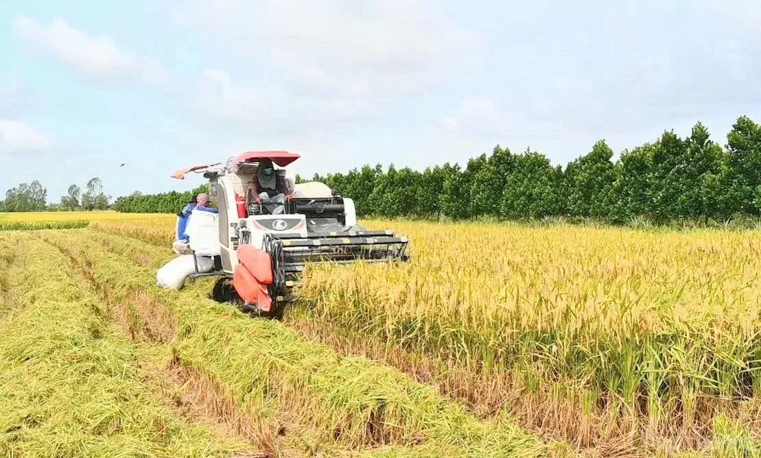 Bộ trưởng Nguyễn Hồng Diên: Bảo đảm nguồn cung, ổn định thị trường lúa gạo trong nước